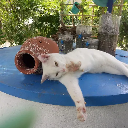 Apartment Nantia Agios Georgios (Istiaia-Aidipsos)