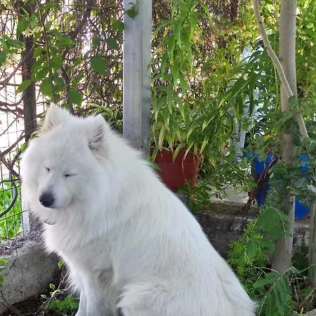 Nantia * Agios Georgios (Istiaia-Aidipsos)